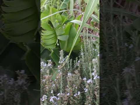 Pretty-faced wallabies just chillin' #australia #wildlife #animals