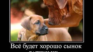 картинка: дессар- всё будет хорошо.wmv