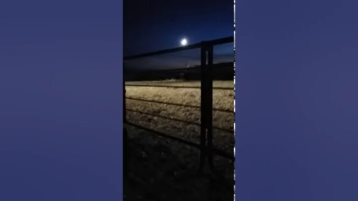 The Proses of Calfing Cows