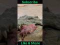 "Amazing Crocodile Facts: Hunting Tactics, Body Powers & Baby Signals"