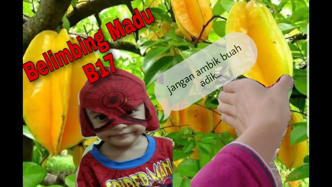 Cara tanam/pindah pokok belimbing madu / How to plant starfruit trees