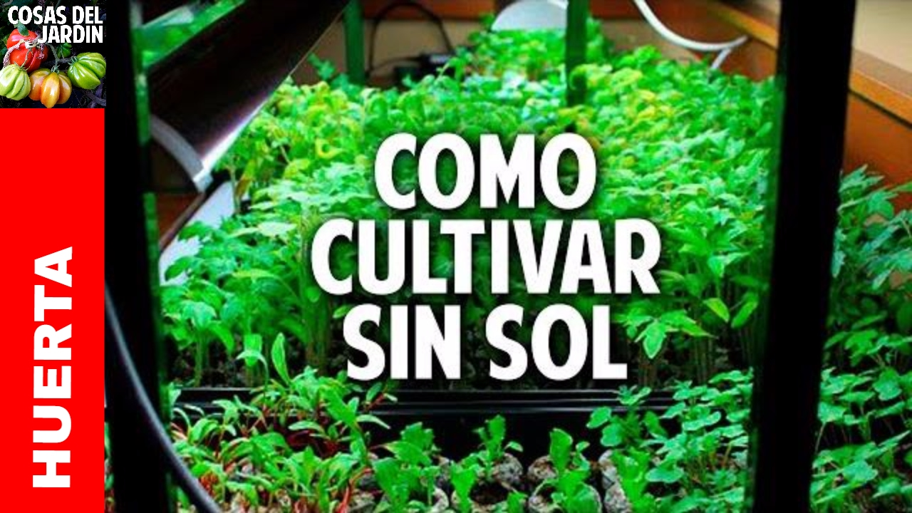 Cómo empezar a cultivar marihuana en interior en 10 sencillos pasos