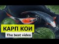 Карп КОИ! Лучшие видео. Декоративный пруд.Ландшафтный дизайн