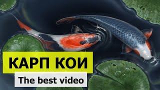 Карп КОИ! Лучшие видео. Декоративный пруд.Ландшафтный дизайн