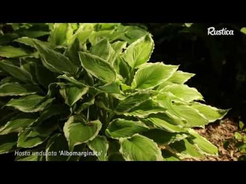 Vidéo: Hosta Est Une Plante Sans Défauts