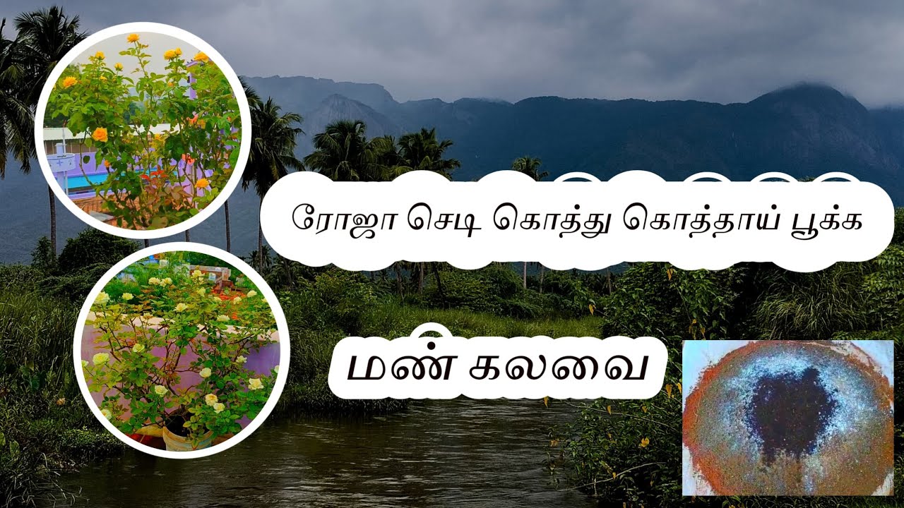 ரோஜா செடிக்கு தரமான மண் கலவை 