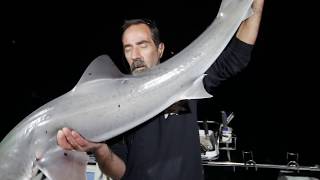 Fishing Circle Hooks GUMMY SHARK on Reedy's Dominator Port Phillip Bay Southern End