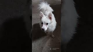 cute dog compilation videos #3. yuki.