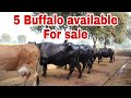 Buffaloes available for sale at Bhavika Dairy Farm. Mingni khera,District-Hisar,Haryana