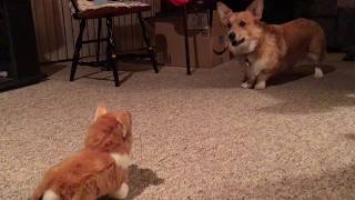 Corgi vs. Christmas Gift by Jackie Sullivan Passetti 2,359 views 6 years ago 1 minute, 8 seconds