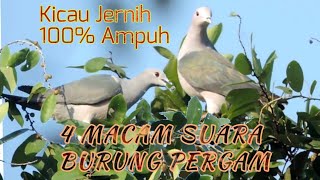 Suara Panggil Burung Pergam Hijau Kalimantan || 4 Nada Suara