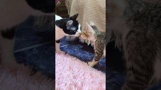 Kurtarılan sevimli yavru kedi yaşlı kediyi selamlıyor