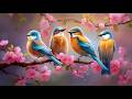 Nature Relaxing Piano Music With Bird Sounds No Ads Study Focus And Relaxation Music 