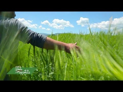 რუისპირის ბიოდინამიური მეურნეობა  - ქართული ხორბლის ჯიშები