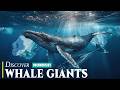Whale Giants | The Creatures That Have Endured Through Earth’s Deep History | Animal Documentary