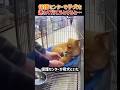 保護センターが子犬を連れて行こうとすると母犬は...母犬の愛！　#いぬ #いぬのきもち #犬のいる暮らし #すごい #犬 #犬動画