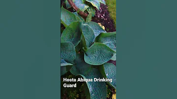 Hosta Abiqua Drinking Guard Hosta Abiquadrinkingguard 31 05 2023 