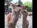お母さんを毛繕い #deerpark #奈良公園 #animals #鹿