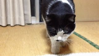 夜食は最後の砦、『ミャウミャウ・ジューシー』【Cat dinner seafood】