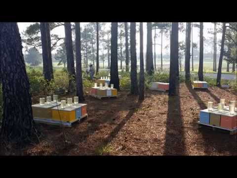 Video: Mis on mesilase släng?