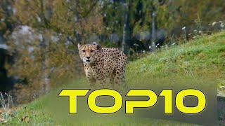En Tehli̇keli̇ On Yirtici Top 10 Resimi