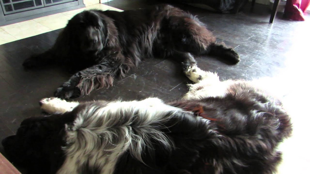 Giant dog jealous of new foster pet - YouTube