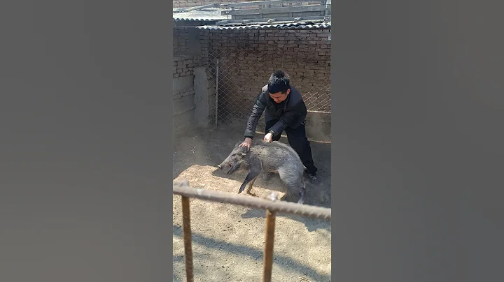 Amazing Man Catch Wild Boar Farm 🐗 #pig #boar #viral #animal #wildpig #wildboar #wildlife #farmlife