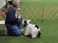 Dog show takes over Wellness Center in Niles
