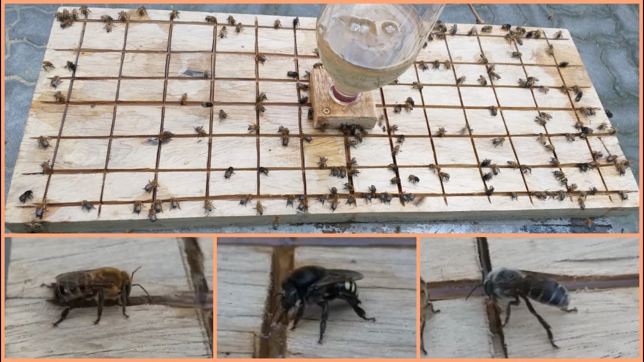 Como fazer alimentador externo para abelhas? Aprenda neste vídeo! #ASF #ABELHASNATIVAS