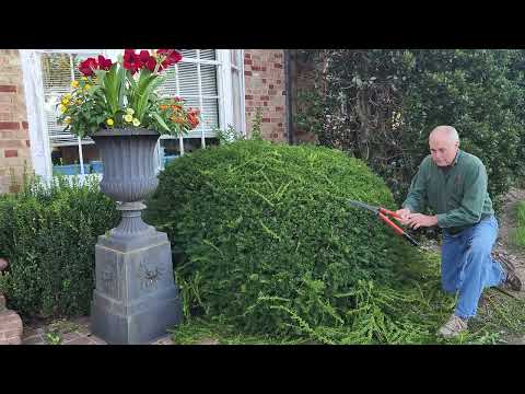 Video: Taunton Yew priežiūra: sužinokite apie Tontono kukmedžių auginimą kraštovaizdyje