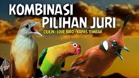 PILIHAN JURI TERBAIK‼️KOMBINASI CILILIN KAPAS TEMBAK LOVE BIRD JERNIH BERJEDA GAMPANG MASUK
