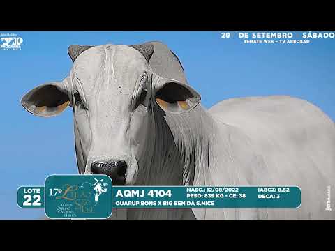 LOTE 22   AQMJ 4104
