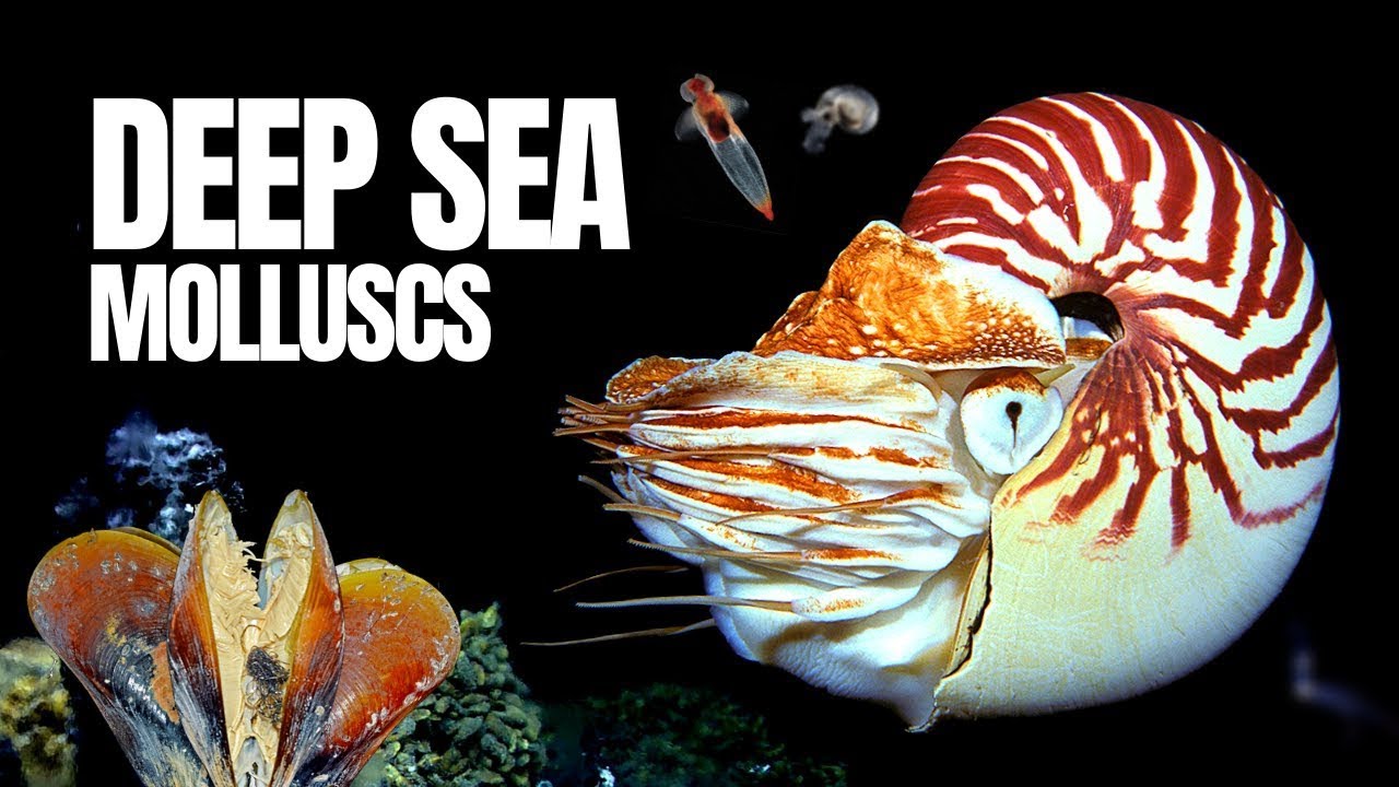 The Alien World of Deep Sea Molluscs - YouTube