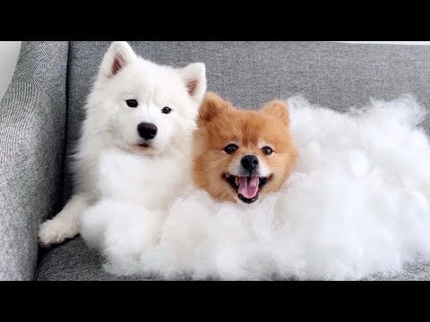 dog-brushing-asmr-(feat.-samoyed)