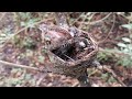 White-throated fantail Birds Feed the baby in the nest well [ Review Bird Nest ]