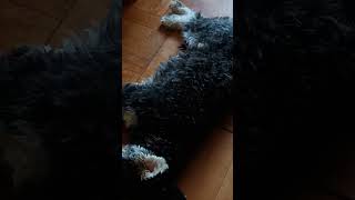 Kim Durmiendo Que Envidia