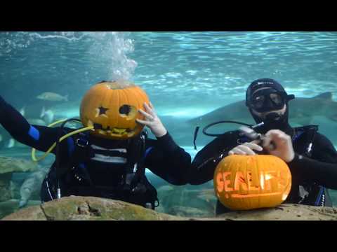 Sydney Divers Carve Halloween Pumpkins Underwater