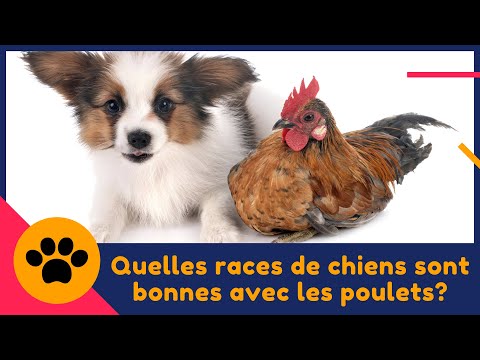 Vidéo: Comment amener votre chien à s'entendre avec votre poulet