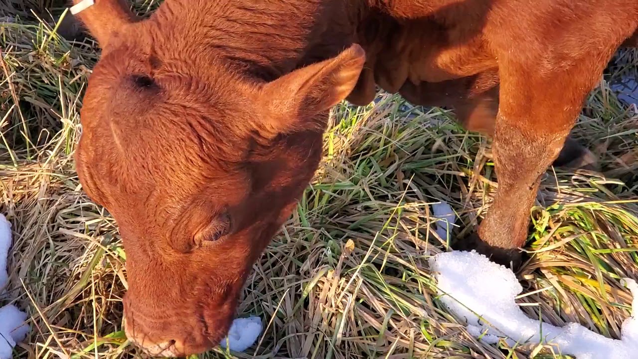 Cattle prefer green perennial winter forage over hay every time. YouTube