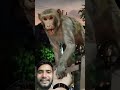 #monkey #monkeychallenge बंदर को आया गुस्सा 😁😄😃🐒🙏