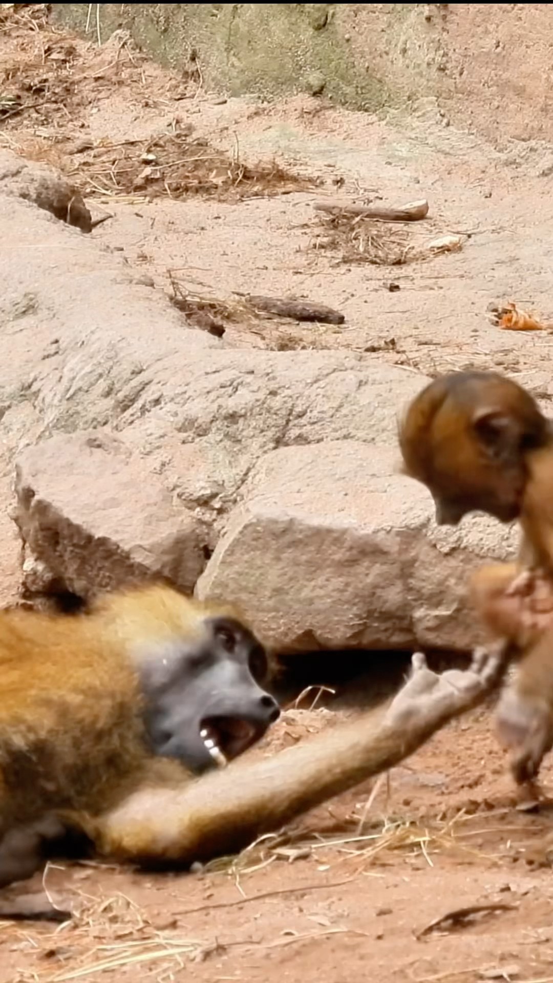 Monkeys Very Active