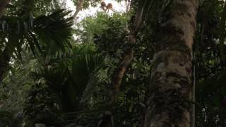 Gee s Golden Langur