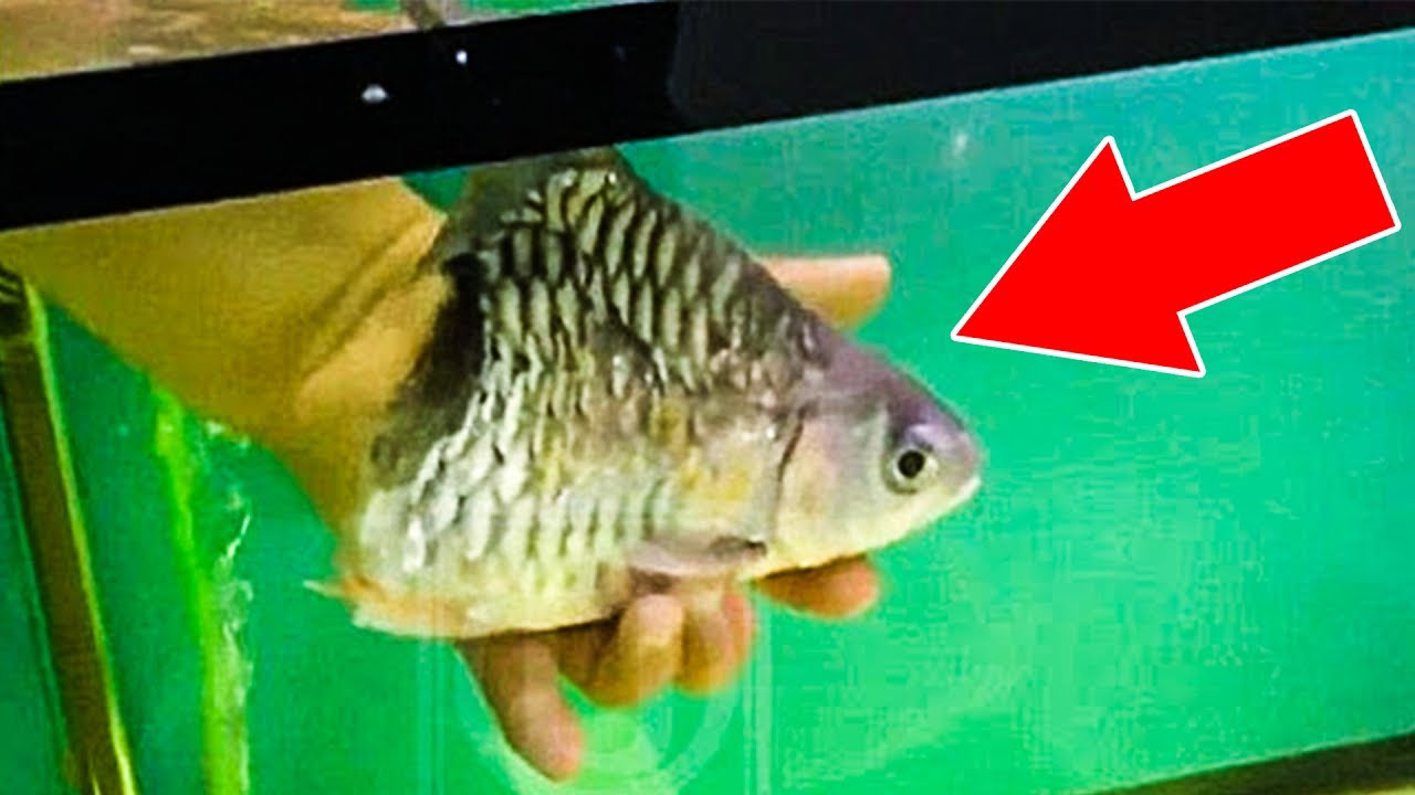 5 Creepy Mutant Fish Caught On Camera YouTube