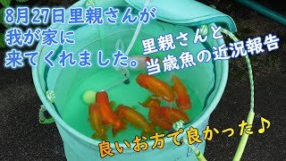 ランチュウ 新仔の近況報告と里親さん訪問 らんちゅう ランチュウ 金魚 赤虫 フンタン 当歳魚 里親 Youtube ランチュウ 新仔の近況報告と里親さん訪問 らんちゅう ランチュウ 金魚 赤虫 フンタン 当歳魚 里親 Youtube