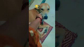 😂😂#pets #dog #viral #vlog #funny #short#video @YouTube @PrestonYT @Susantogouw @yrf