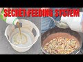 My feeding system for breeding racing pigeons tips  tricks