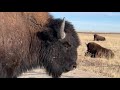 Bison Break At Rocky Mountain Arsenal National Wildlife Refuge