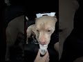 @alexthecutie: Alex is so chill, that not even a pupcup will make him lose his cool #dog #doglover