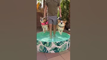 Corgis have a swimming lesson