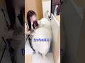大好きなママの帰宅を知った大型犬の反応が可愛すぎる #サモエド #大型犬のいる生活 #癒し #愛犬